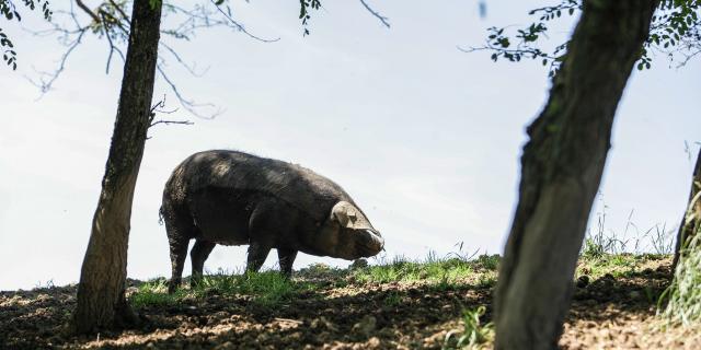 Le Porc Noir De Bigorre