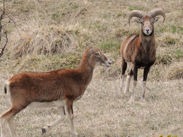 Mouflons Corse Pic Du Jer