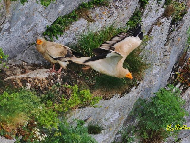 Percnoptère Pic Du Jer