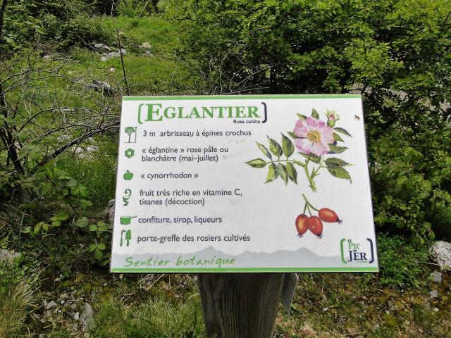 Pic Du Jer Sentier Botanique Panneau églantier