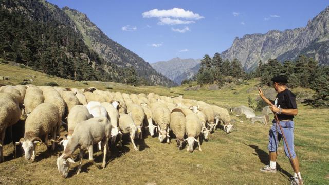 Berger transhumant dans la vallée du Marcadau à Cauterets