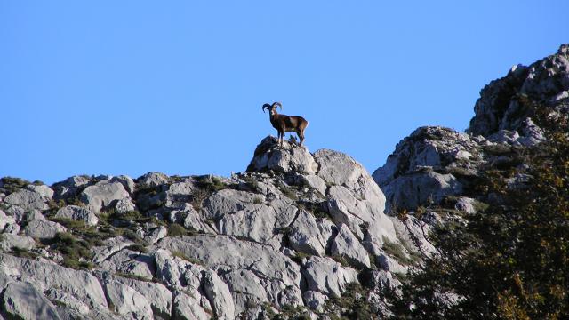 Mouflon Massif du Pibeste