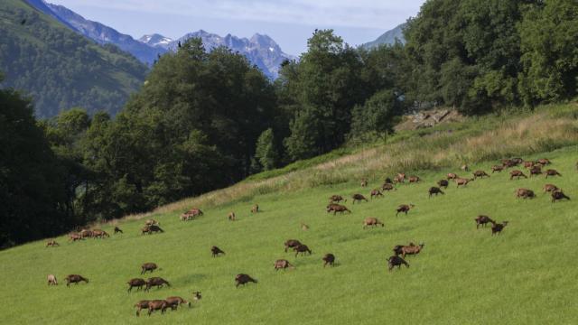 Chèvres dans les prés