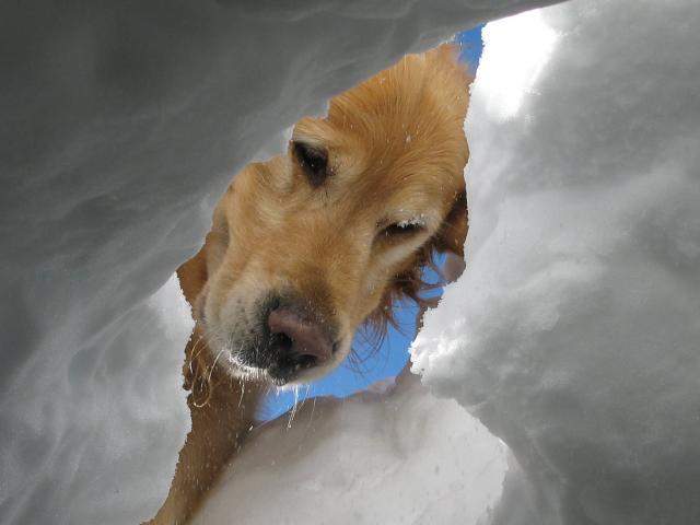 Chien d'avalange à Piau