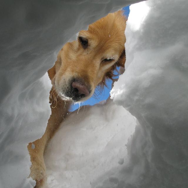 Chien d'avalange à Piau