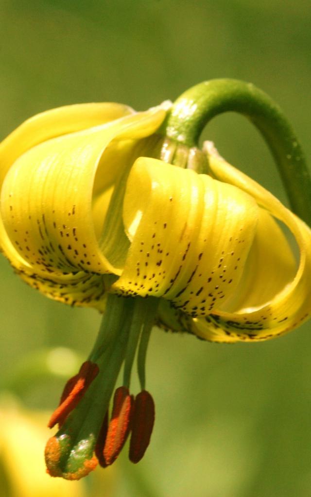 Lys des Pyrénées