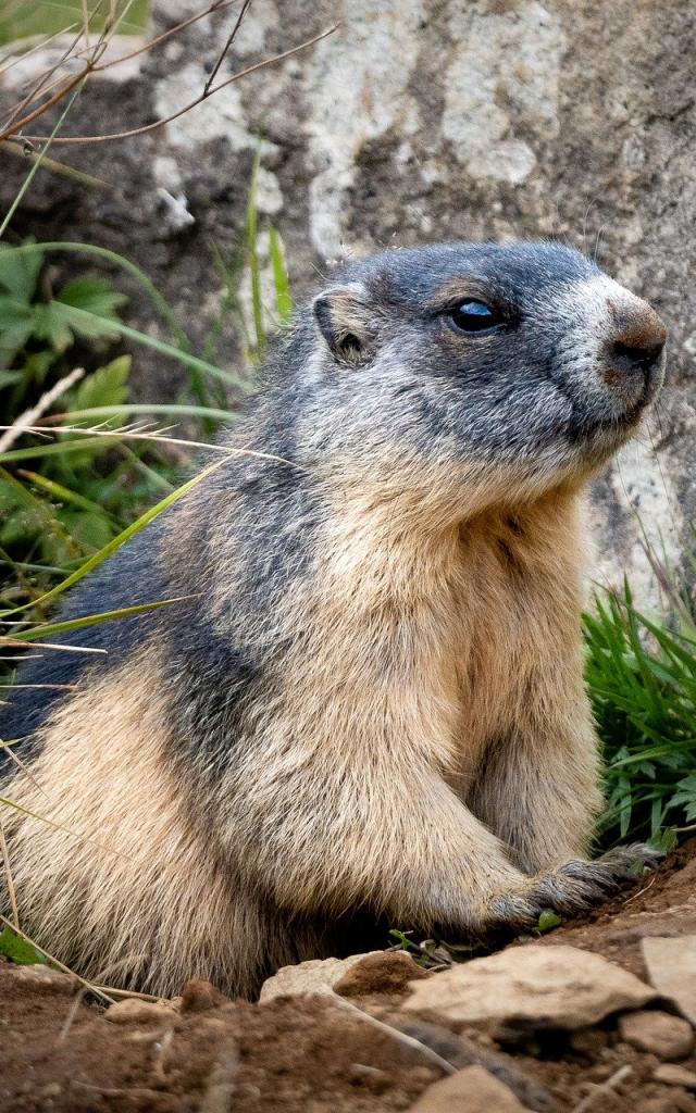 Marmotte