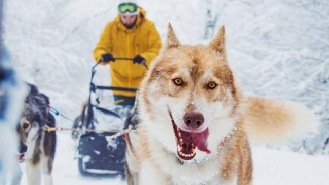 Balade en chiens de traineaux