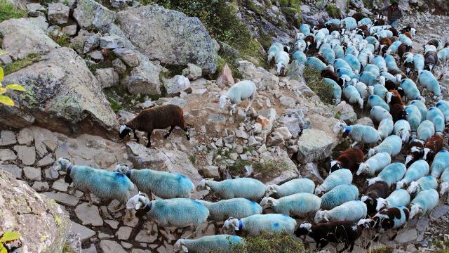 Transhumance dans les Pyrénées