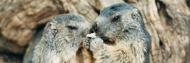 Marmottes au Parc animalier