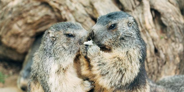 Marmottes au Parc animalier