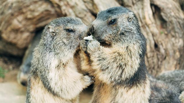 Marmottes au Parc animalier