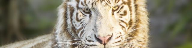 Tigre Blanc Radjah au zoo d'Asson