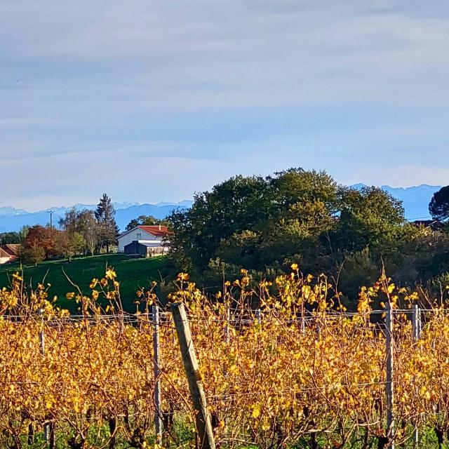 Vignoble Vue Pyrenees 2 Otlourdes Automne 2023