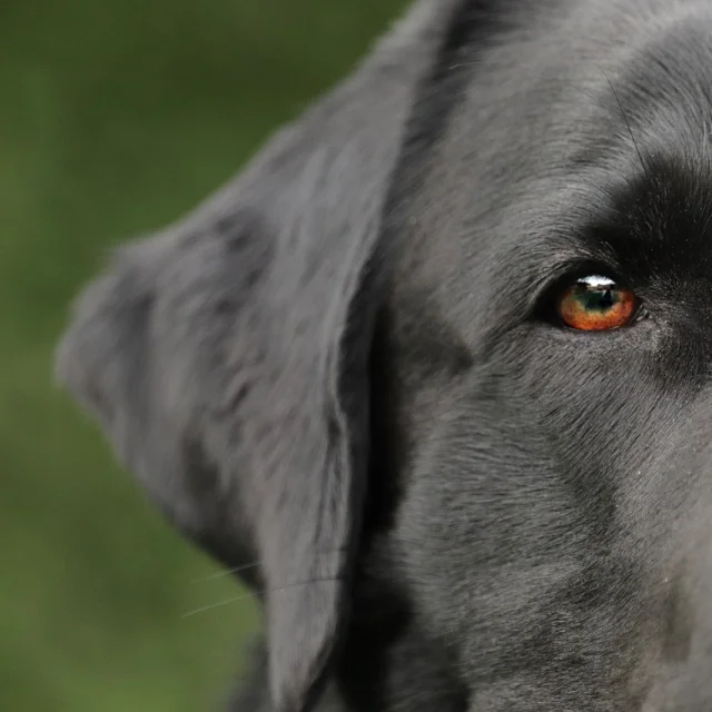 Découvrir Lourdes avec son animal de compagnie